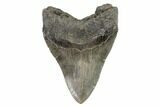 Fossil Megalodon Tooth - Georgia #101484-2